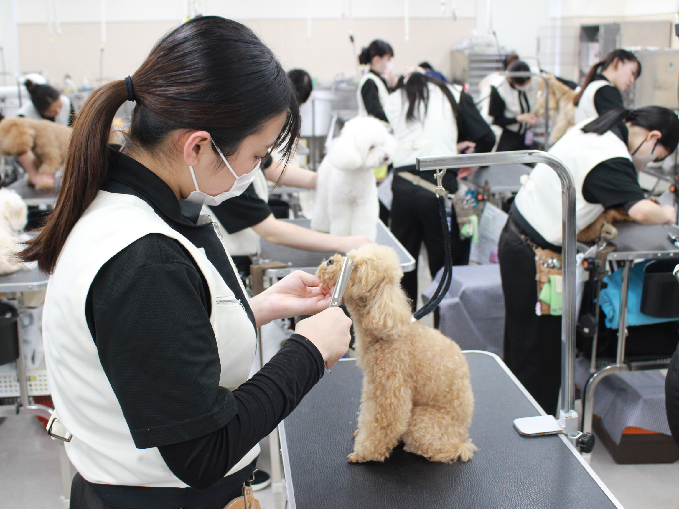 新2年生のトリミングが始まりました☆